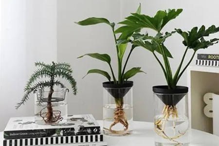 办公室植物风水禁忌有哪些