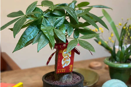 发财树放在客厅哪里风水更好