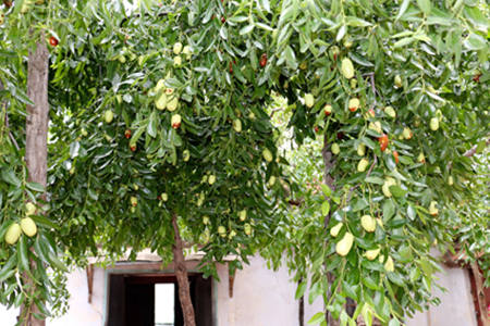 门前有枣树风水上好不好