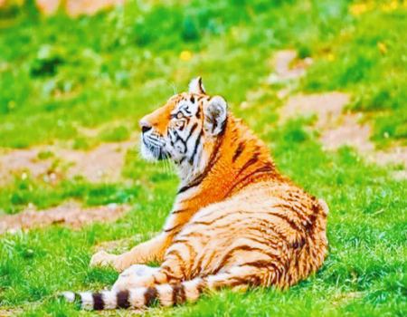 2023年旧情复燃的生肖有哪些？