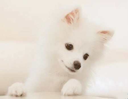 属狗一生有几次婚姻?