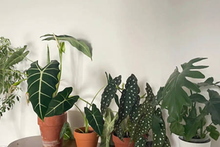 家里养绿植风水好不好