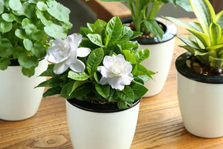 室内种什么盆栽植物风水最好