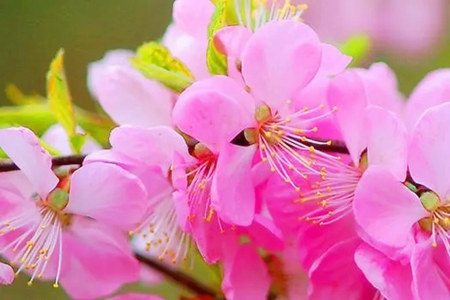 什么八字属于桃花命