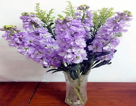 处女座的幸运花是什么花?