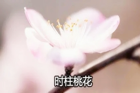 八字时柱有桃花是什么意思?