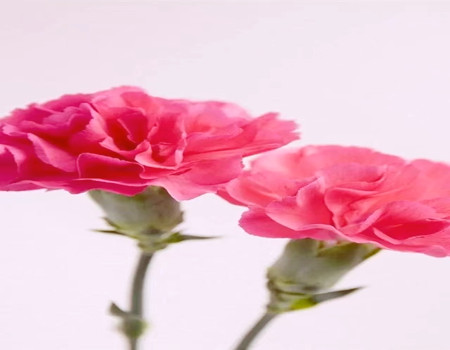 水瓶座的幸运花是什么花?