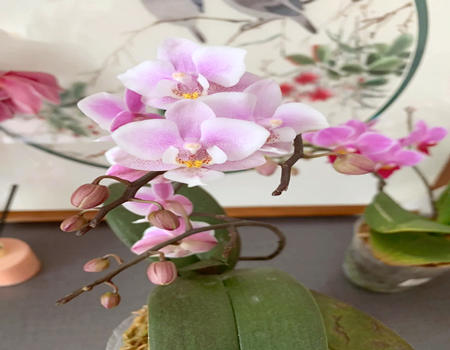 射手座的幸运花是什么花?