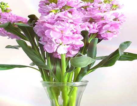 天秤座的幸运花是什么花?