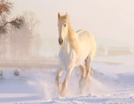 欲钱买七夕之夜是什么生肖?