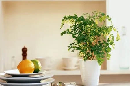 哪些植物利于家居风水