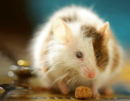 属鼠人2023年有哪些大喜之事?