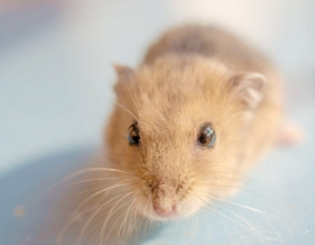 南女子才八斗是什么生肖?