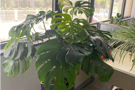 老总办公室放什么绿植比较好