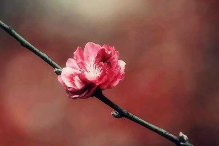 什么男命八字有烂桃花?