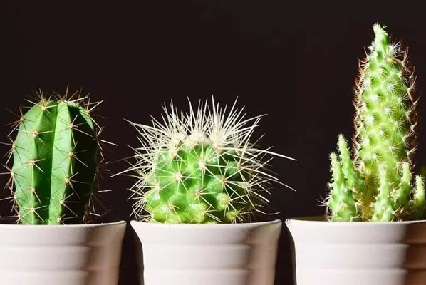 办公室养仙人掌风水禁忌