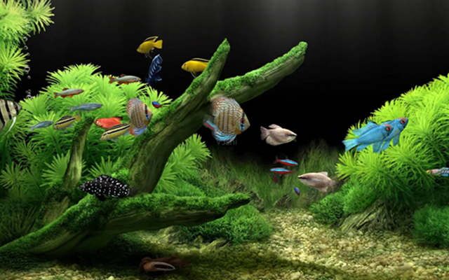 家里养鱼的风水讲究