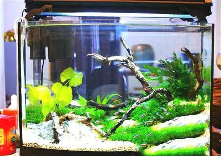 家庭养鱼风水知识