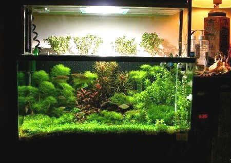 家庭养鱼风水知识