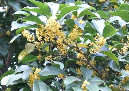 庭院植物与风水禁忌