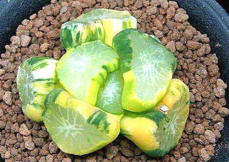 招财的多肉植物有哪些