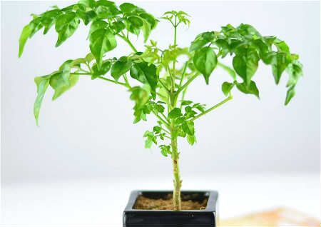 客厅养幸福树风水好不