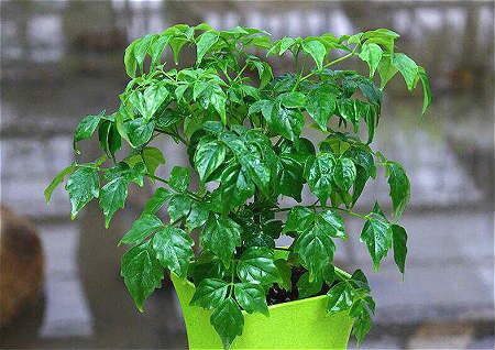 开业送风水植物种类