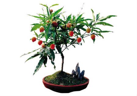 辟邪植物有哪些