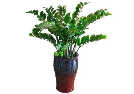 办公室风水植物