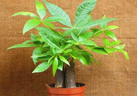 发财树摆放位置风水