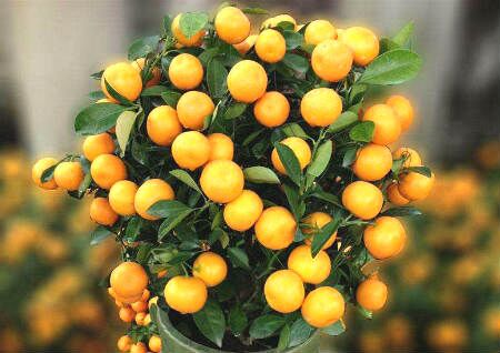 挡煞的风水植物有哪些