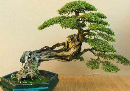 挡煞的风水植物有哪些