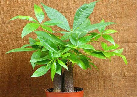 发财树放哪里风水好