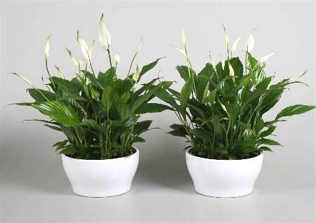 客厅摆什么植物旺风水