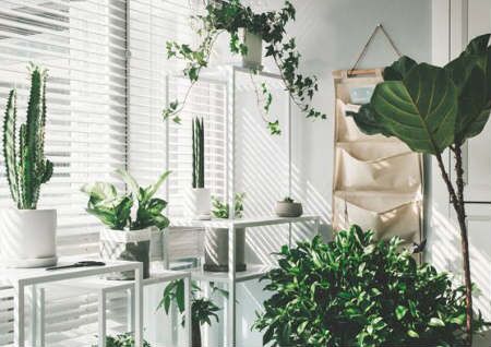 阳台养什么风水植物好