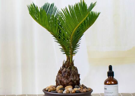 家中养铁树风水