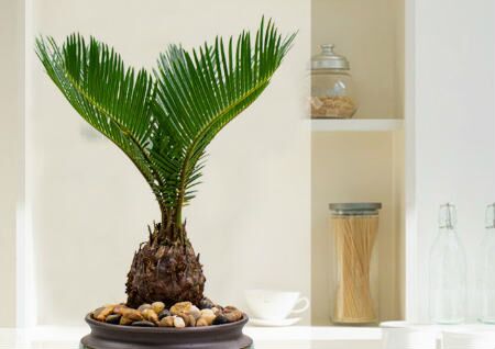 家中养铁树风水