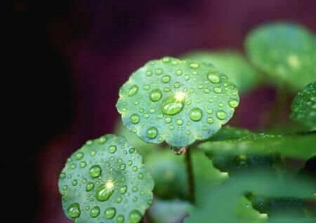 旺财家居风水植物