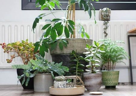 家居花卉摆放风水