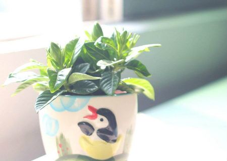 店铺摆放什么植物招财