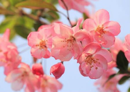 海棠花的风水作用