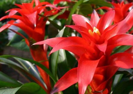 鸿运当头风水摆放