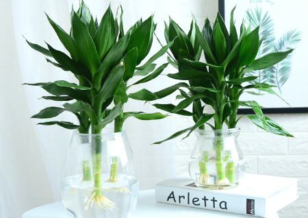 富贵竹的摆放风水