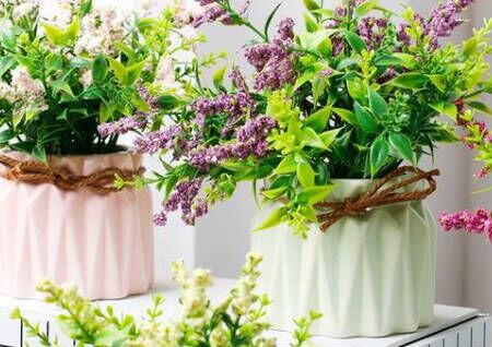 窗台适合摆什么植物