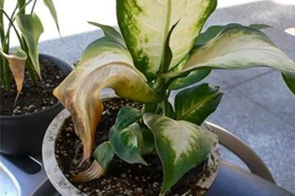 风水化煞物品的使用误区