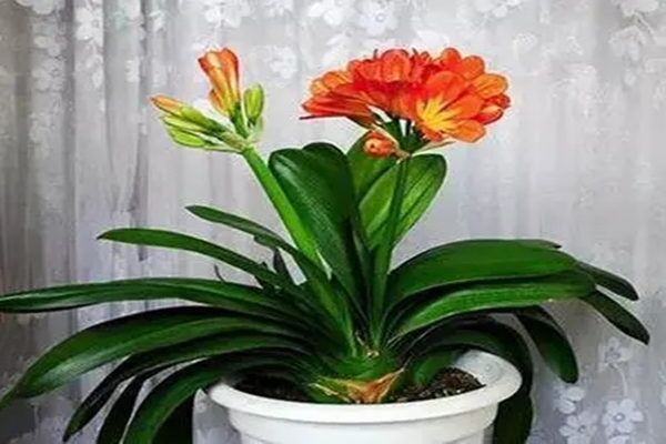 公司办公室放什么植物旺财