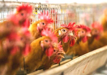 养殖场风水有什么讲究