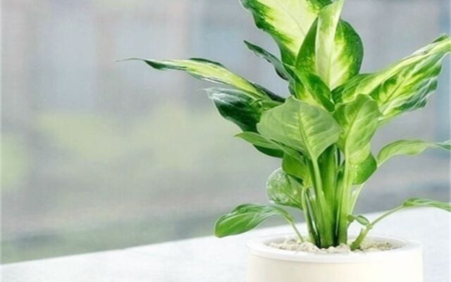 庭院植物如何摆放最招财