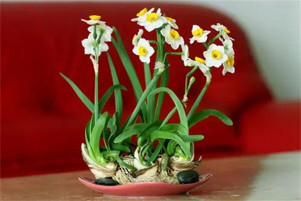 住宅适合养什么影响植物