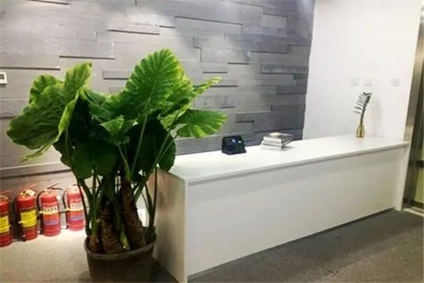 办公室前台适合摆放哪些植物